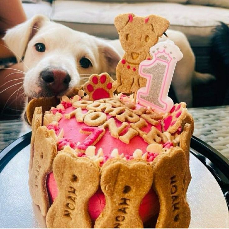 Curso de Pastelería Canina
